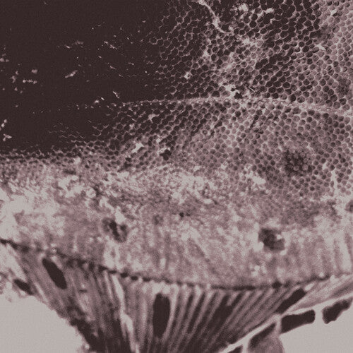 (PRESALE 5/15/26) Flounder Maps (VINYL) | Mint (M) Mint (M) - ALT/INDIE *NEW*