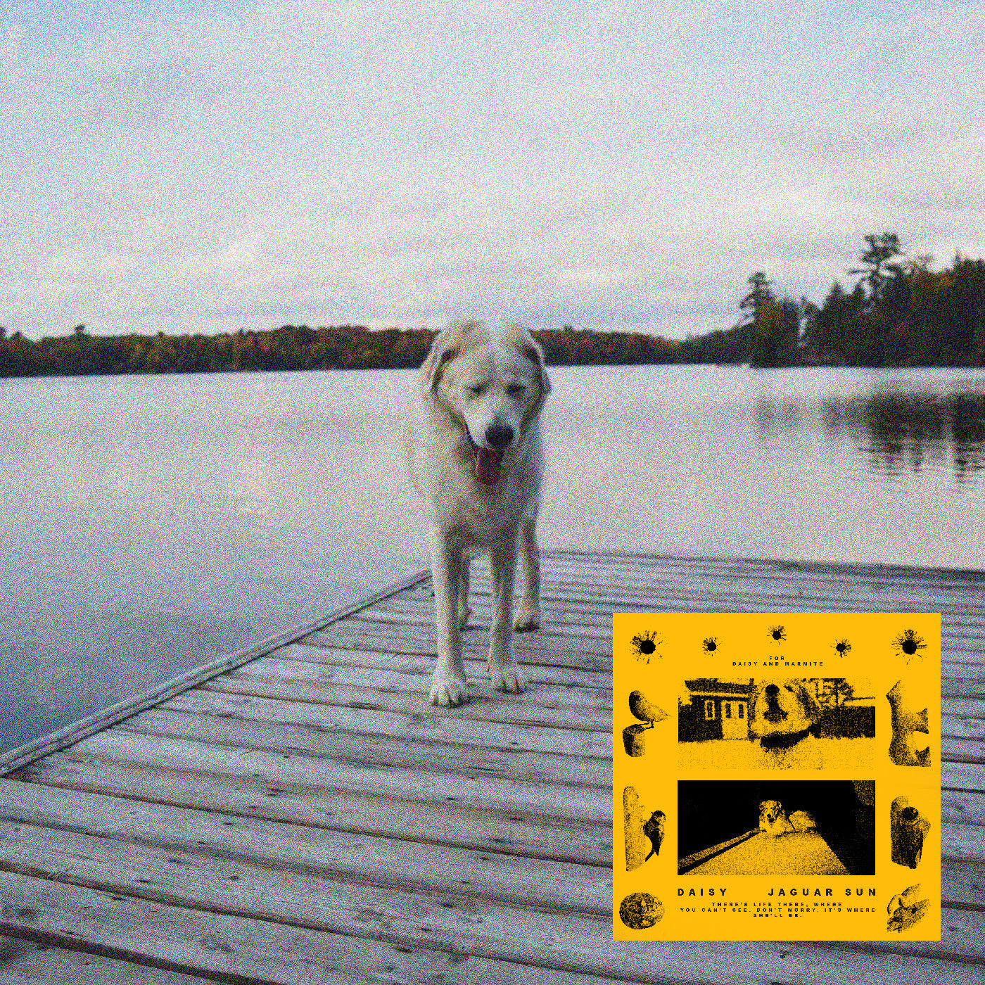 (PRE ORDER 3/27/26) Daisy (CD) | - ALT/INDIE *NEW*