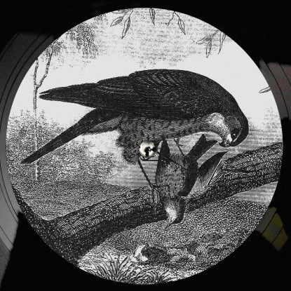 Bird Of Prey | Mint (M) Mint (M)