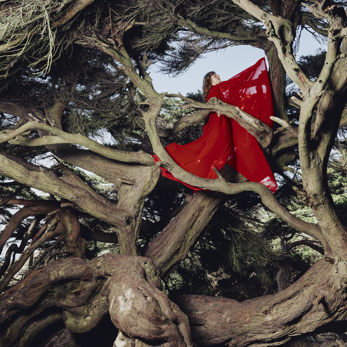 Nested In Tangles (Cypress Swirl Vinyl) |