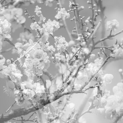 (PRE-ORDER 10/24/25) Hanamichi - The Final Studio Recording, Vol. II (CLEAR VINYL) | Mint (M) Mint (M) - JAZZ *NEW/COLOR*