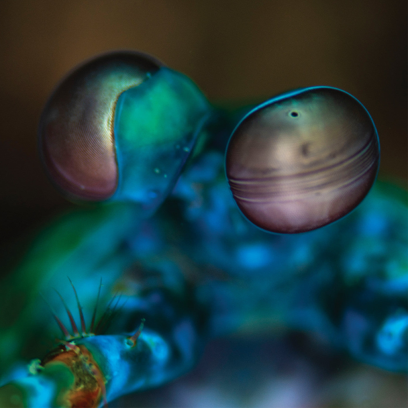 Amasia: Anamibia Sessions 2 |