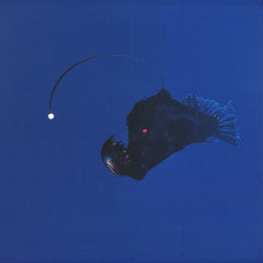 No Light Below (VINYL) | Mint (M) Mint (M) - MINIMAL *NEW*