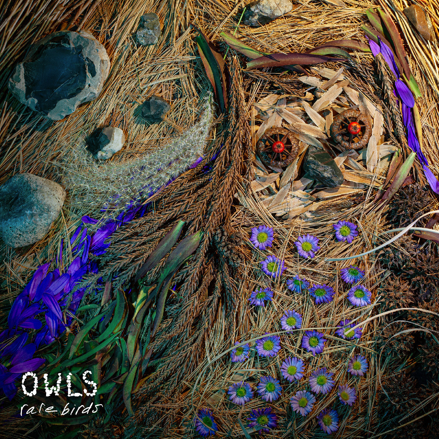 Rare Birds |