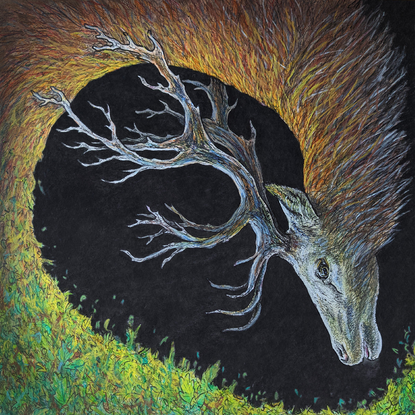 Petrels - Infangthief |