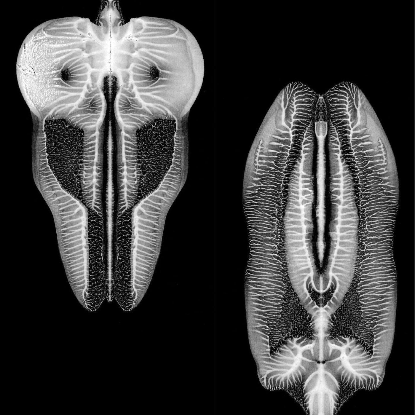 Skull Defekts, The - Dances in Dreams of the Known Unknown (Vinyl) | Mint (M) Mint (M) - ROCK *NEW*