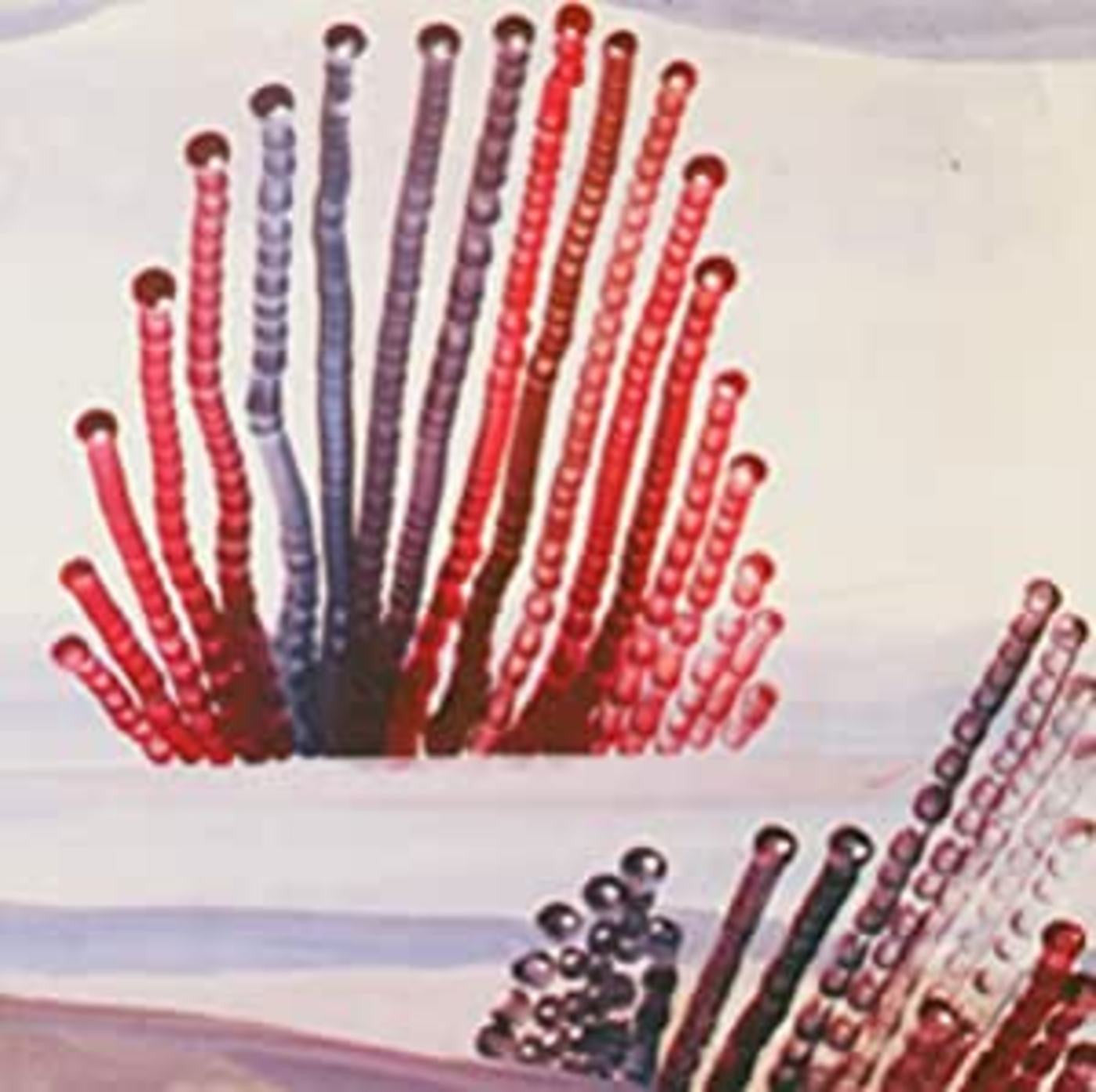 Appendix Out - The Night is Advancing (CD) | Mint (M) Mint (M) - ROCK *NEW*