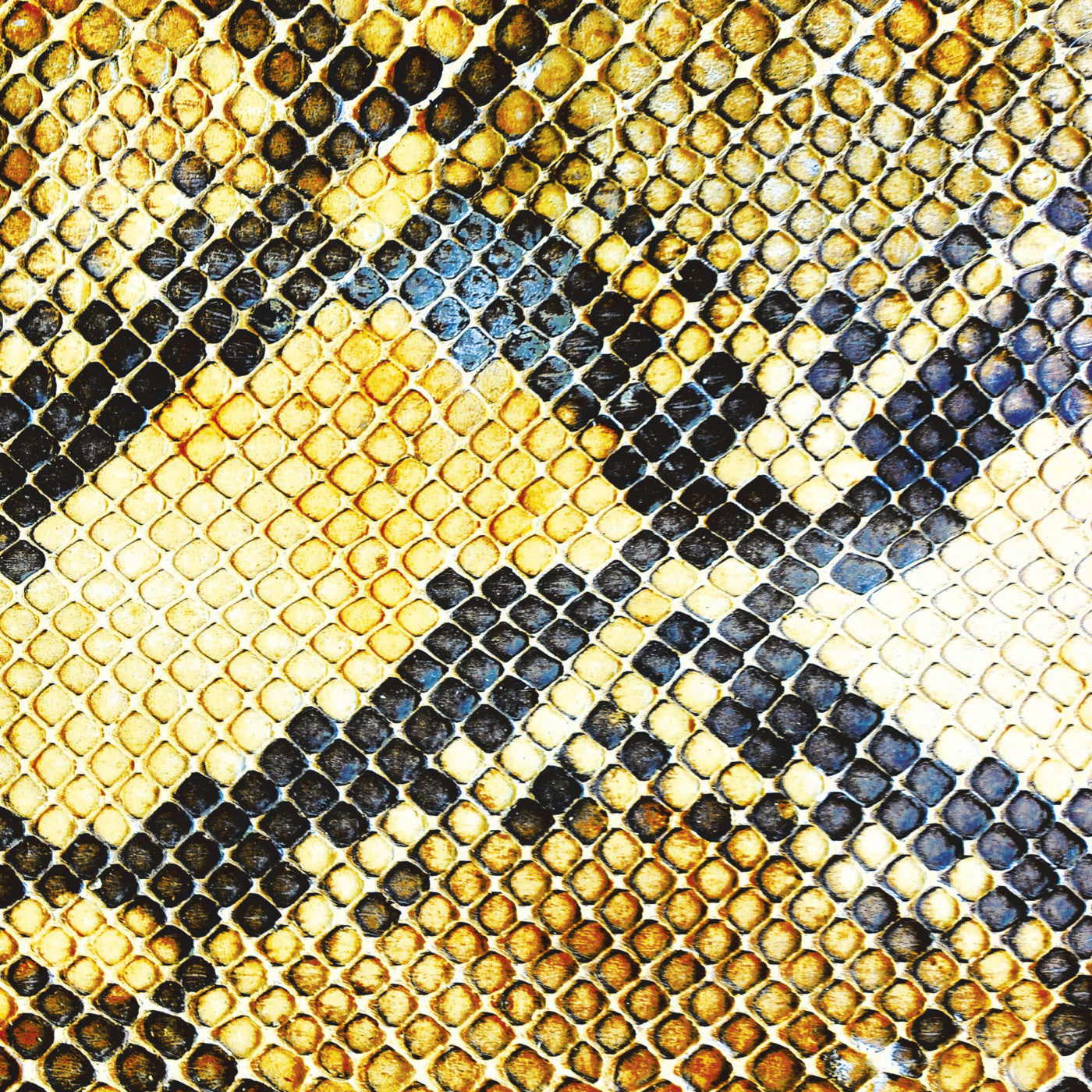 Amazing Snakeheads - Amphetamine Ballads (CD) | Mint (M) Mint (M) - ROCK *NEW*