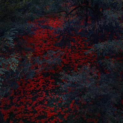 ALEX COBB - Marigold and Cable |