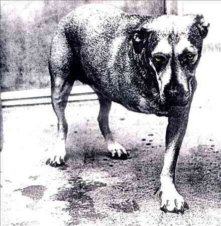 Alice in Chains |