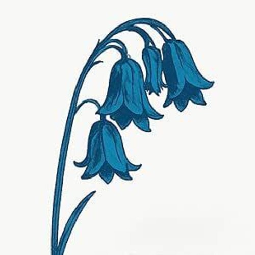 (PRESALE 5/15/26) This Is The Bluebells (BLUE 2xVINYL) | Mint (M) Mint (M) - ALT/INDIE *NEW/COLOR*