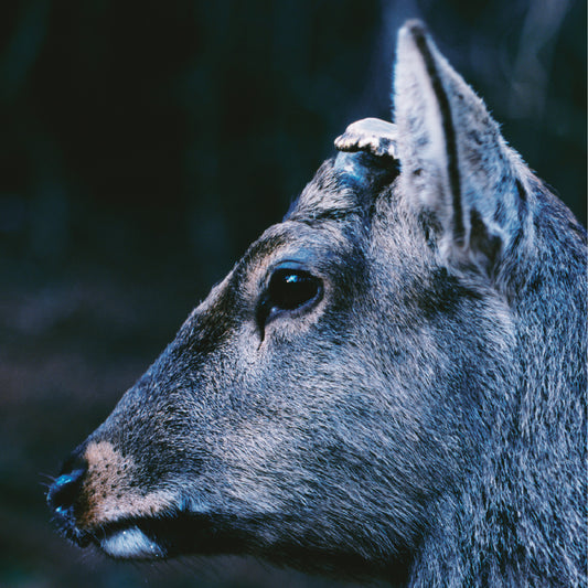 the book about my idle plot on a vague anxiety ("DEER GLISTEN" BLUE VINYL) | Mint (M) Mint (M)