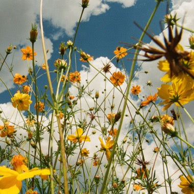 Tasha - (PRESALE 6/26/26) You Are Spring! (YELLOW WILDFLOWER VINYL) | Mint (M) Mint (M) - ALT/INDIE *NEW/COLOR*