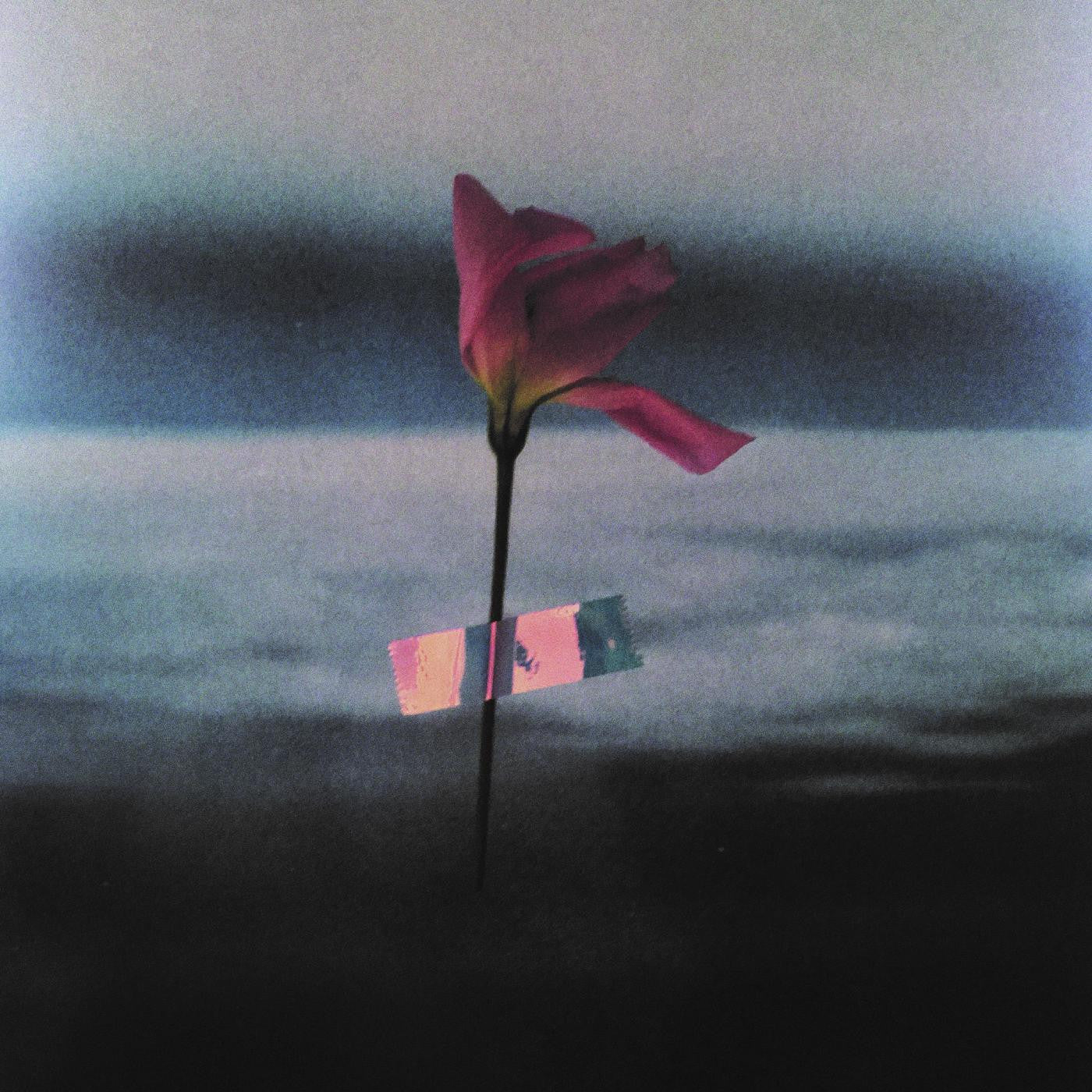Samson, Will - Paralanguage (CD) | Mint Mint - ALT/INDIE *NEW*