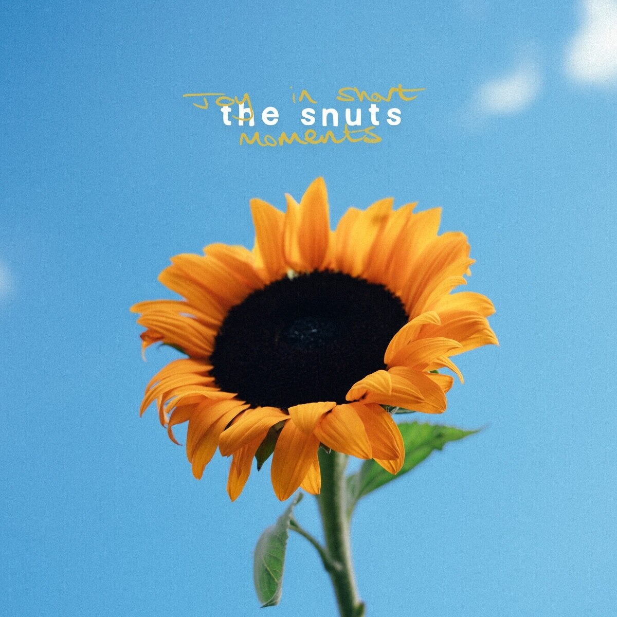 SNUTS - (PRESALE 10/23/26) Joy In Short Moments (VINYL LP) | NEW - ALT/INDIE *NEW*