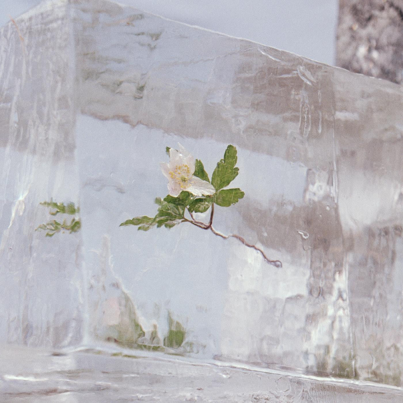 Efterklang - WINDFLOWERS | - ALT/INDIE *NEW*