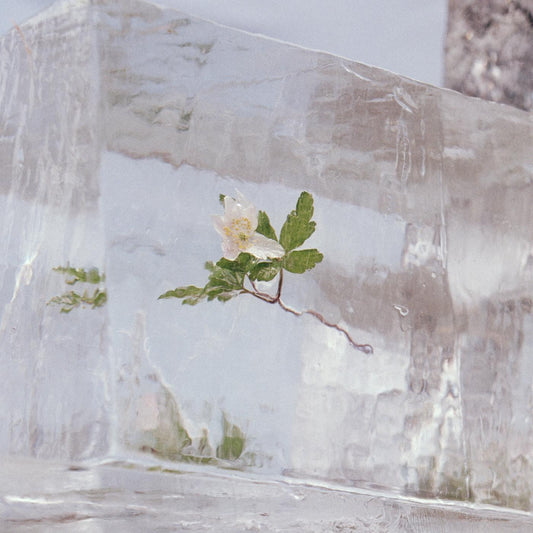 Efterklang - WINDFLOWERS | - ALT/INDIE *NEW*