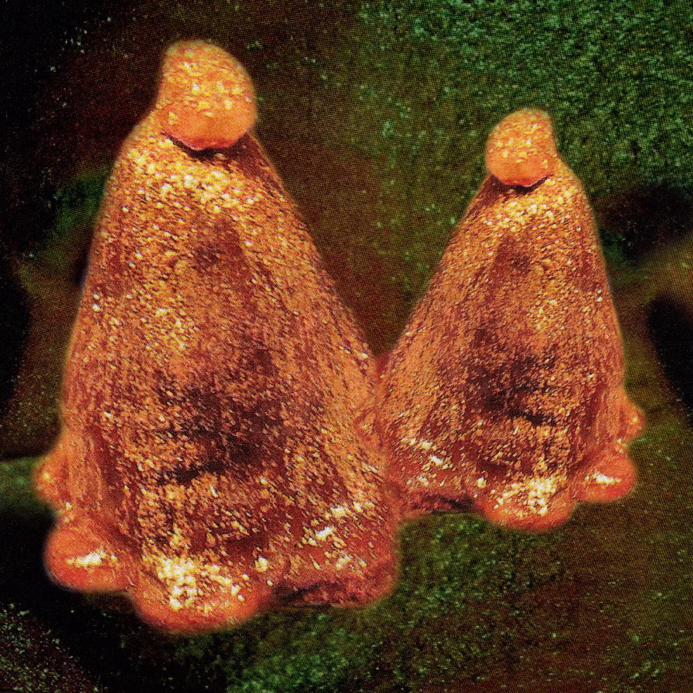 Black To Comm - Oocyte Oil & Stolen Androgens | - ALT/INDIE *NEW*