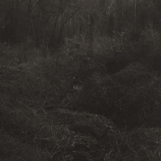 Lesley Mok - (PRESALE 7/17/26) transient (DDL VINYL) | Mint Mint - AMBIENT *NEW*