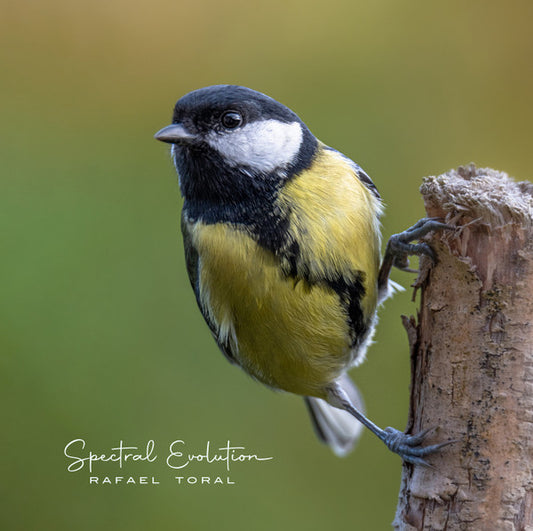 Spectral Evolution (VINYL) | - AMBIENT *SEALED*