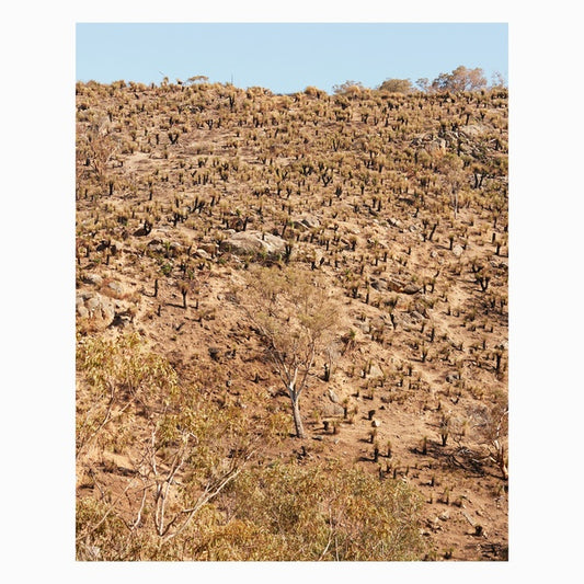Palimpsests |