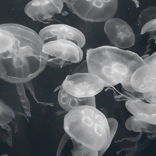 Annular Silhouettes |