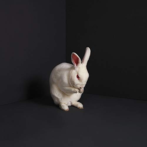 Brume - Rabbits |