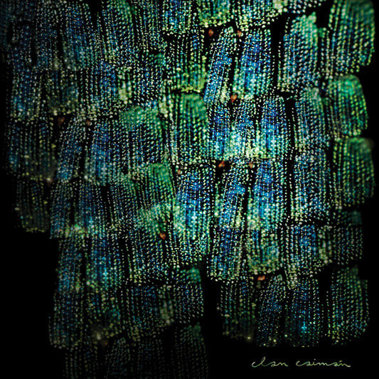 Asoma |