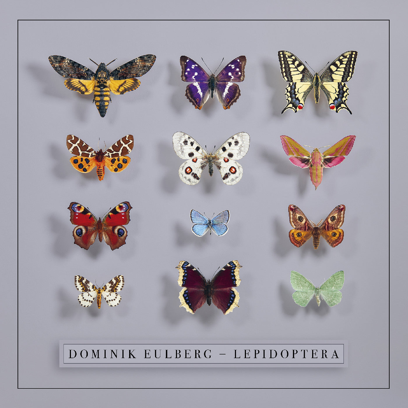 Lepidoptera |