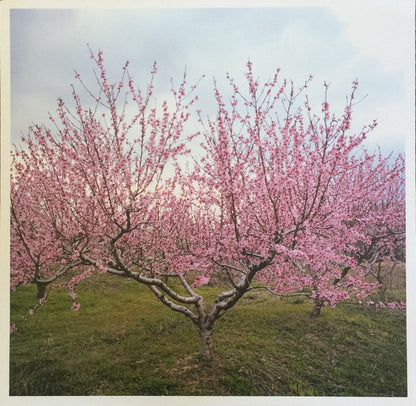 Within And Without (WHITE VINYL) | Near Mint (NM or M-) Near Mint (NM or M-) - DOWNTEMPO / USED *NEAR MINT*