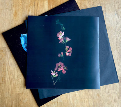 Oasis Sky | Mint (M) Mint (M) - DOWNTEMPO *SEALED*