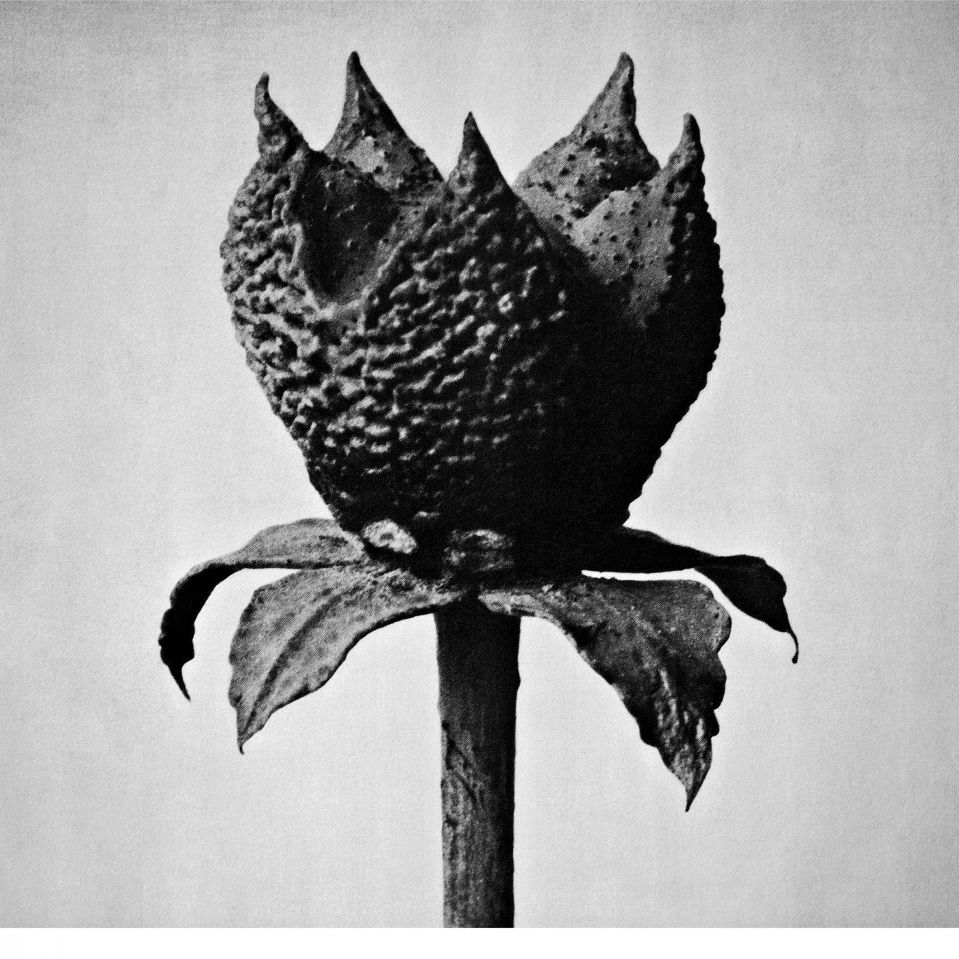 Fujita, Masayoshi - Book Of Life (CD) | Mint Mint - ELECTRONIC *NEW*