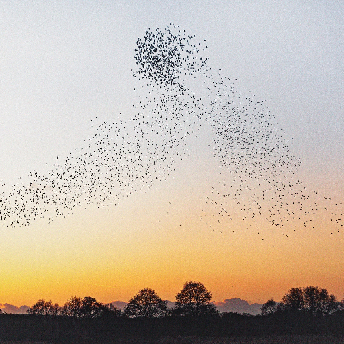 Erland Cooper - Dawn Chorus (180G) [Recycled Vinyl] |