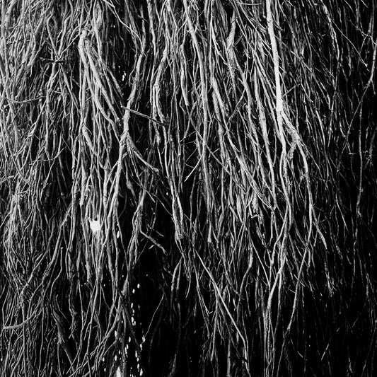 (PRE-ORDER 11/14/25) Nocturnal Rainforest (VINYL) | Mint (M) Mint (M) - EXPERIMENTAL *NEW*