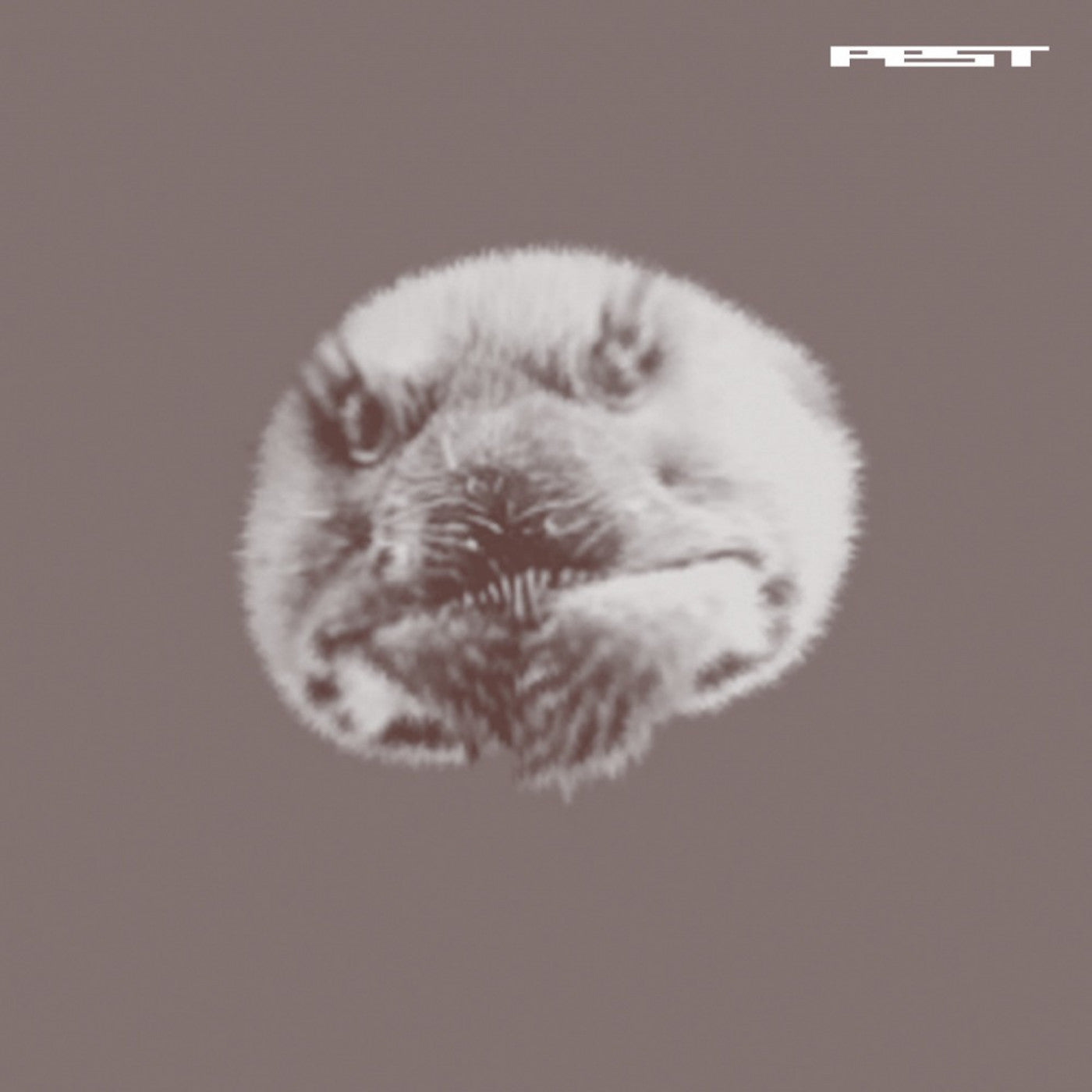Pest - Jefferson Shuffle (Vinyl) | Mint (M) Mint (M) - EXPERIMENTAL *NEW*