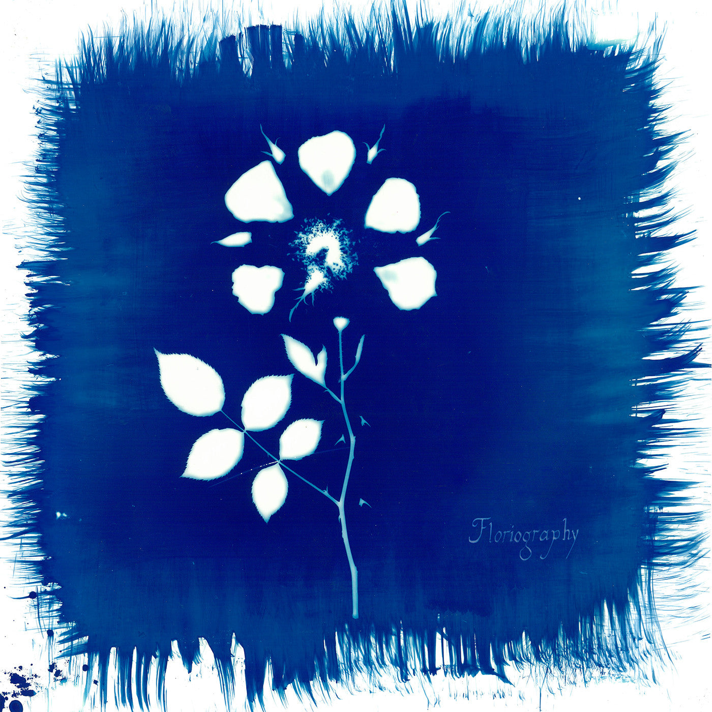 Painted Zeros - Floriography (CD) |