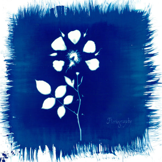 Painted Zeros - Floriography (CD) |