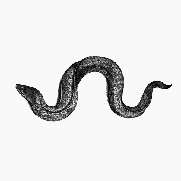 Eel |