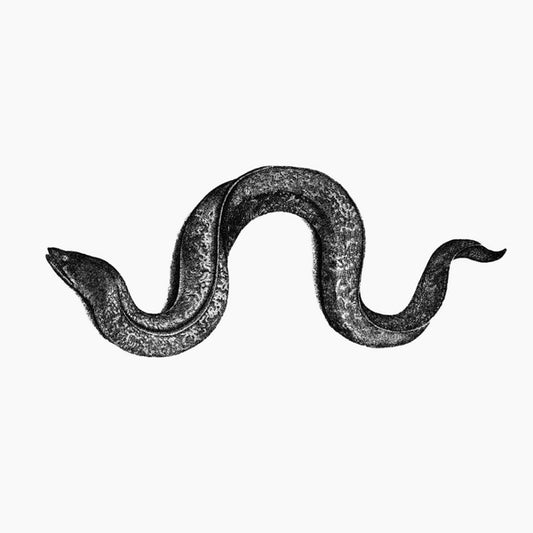 Eel |