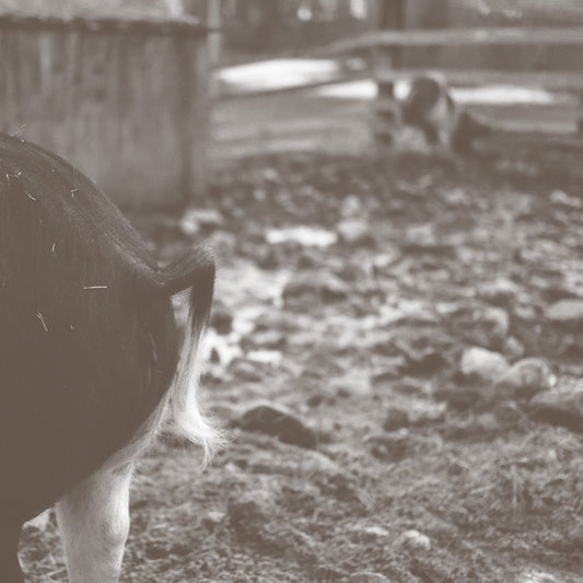 Tomorrow Is Too Late |