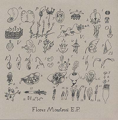 K.I.M. - Flores Monstrosi |