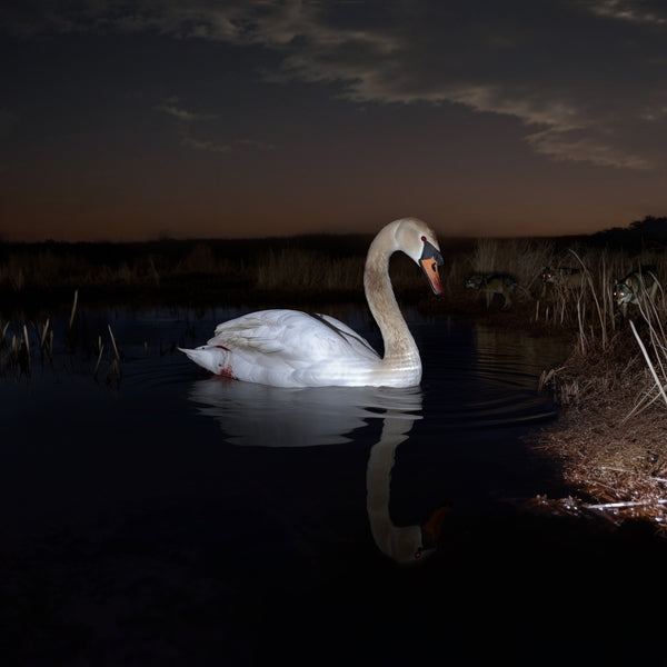 Is Peace Wild? |