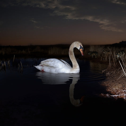 Is Peace Wild? |