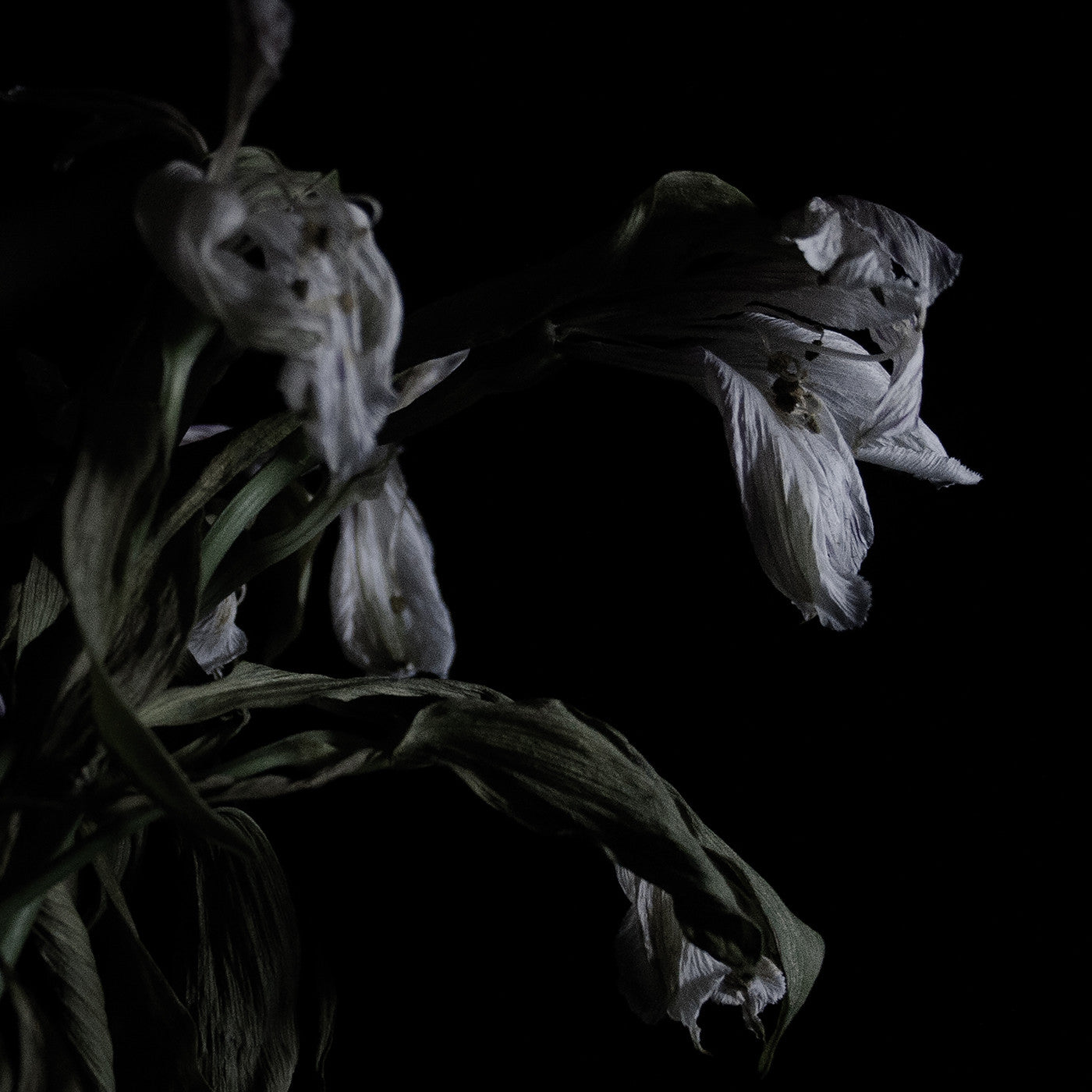 Cavernlight - As We Cup Our Hands and Drink From the Stream of Our Ache (Vinyl) | Mint (M) Mint (M) - METAL *NEW*