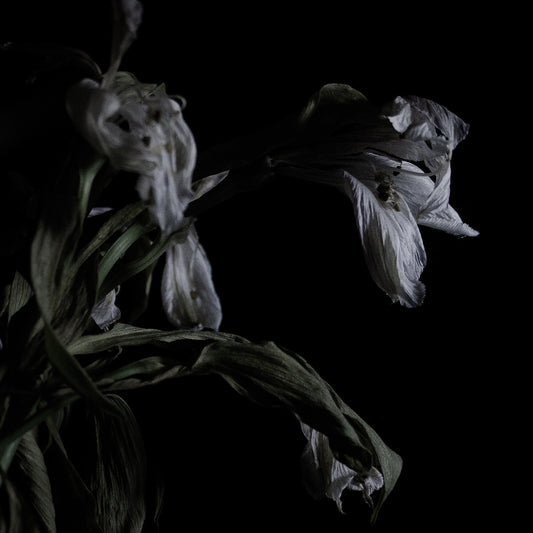 Cavernlight - As We Cup Our Hands and Drink From the Stream of Our Ache (Vinyl) | Mint (M) Mint (M) - METAL *NEW*