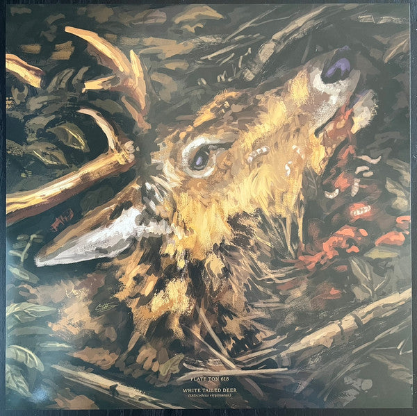 The Acacia Strain - Failure Will Follow (VINYL 2xLP RISE RISE 526-1 2023) | Near Mint (NM or M-) Near Mint (NM) - METAL / USED *NEAR MINT*