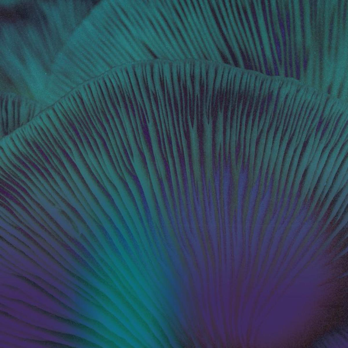 (PRESALE TBD) Oi Zé! (VINYL) | Mint (M) Mint (M) - MINIMAL *NEW*