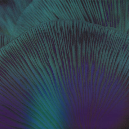 Lipp - Oi Zé! (VINYL 12" Between Dimensions BDREP001) | NEW Mint (M) Mint (M) - MINIMAL *NEW*
