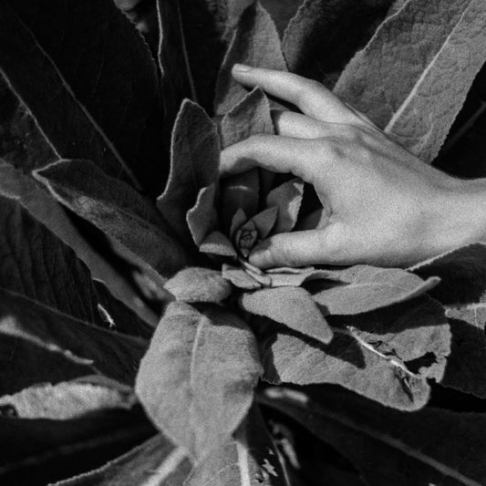 Heide (Indie Exclusive Silver Vinyl) |