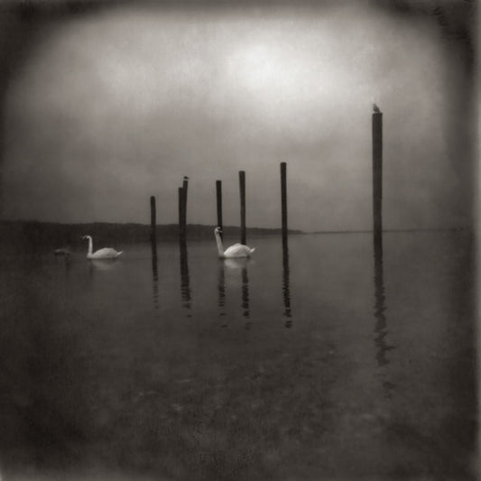 OM - Conference Of The Birds |